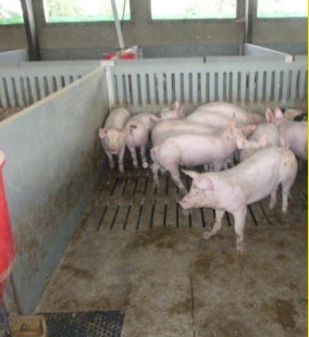 Normativa d'ordenació de granges porcines